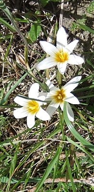 Siebers Krokus