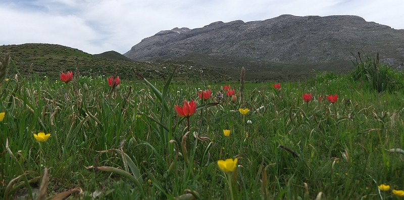Wilde Tulpen