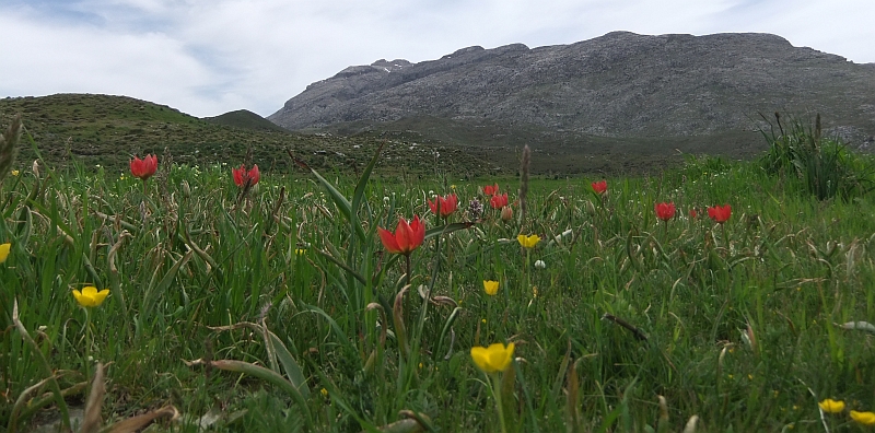 Wilde Tulpen